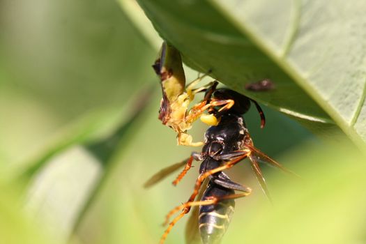 Ambush Bug Phymatinae feeding on wasp  in late afternoon sun