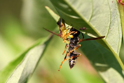 Ambush Bug Phymatinae feeding on wasp  in late afternoon sun