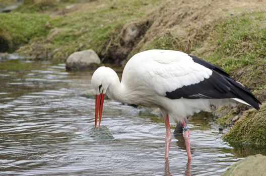 White stork at a lake (Ciconia ciconia) in early spring