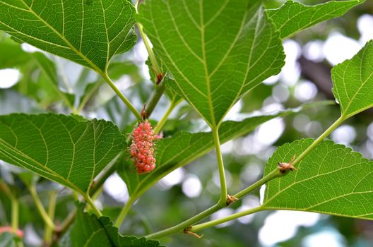  mulberry with leaves  in garden