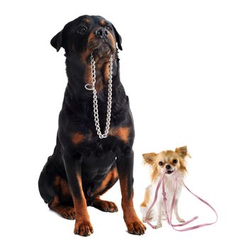 portrait of a cute purebred  chihuahua and rottweiler who holding a leash and a collarin front of white background