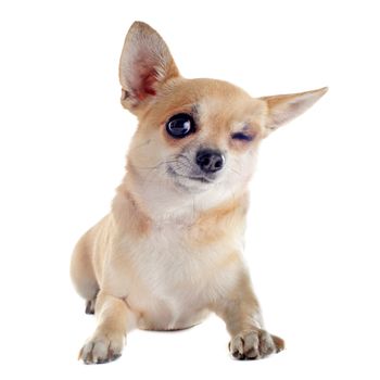 wink of  purebred  puppy chihuahua in front of white background