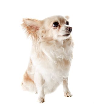 portrait of a cute purebred  senior chihuahua in front of white background