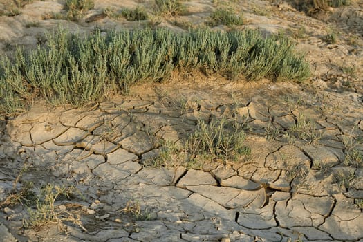 Background of dried cracked mud with tufts of hardy grass , conceptual of drought or a natural disaster