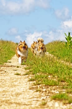 Collie dogs