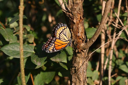 Viceroy Butterfly Limenitis archippus in late afternoon sun