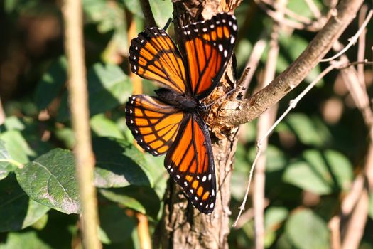 Viceroy Butterfly Limenitis archippus in late afternoon sun