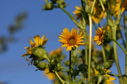 Sunflower buds and flower  in late aftenoon sun