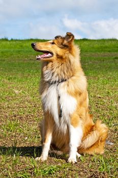 collie dog