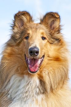 collie dog