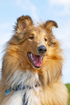 collie dog