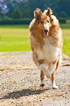 Collie dog