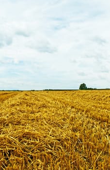 stubble field with panoramic view