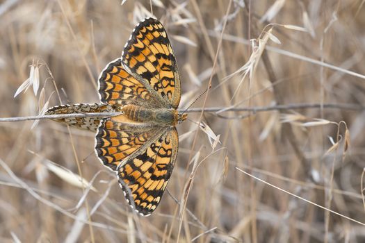 A pair of butterflies copulating with their bodies united.