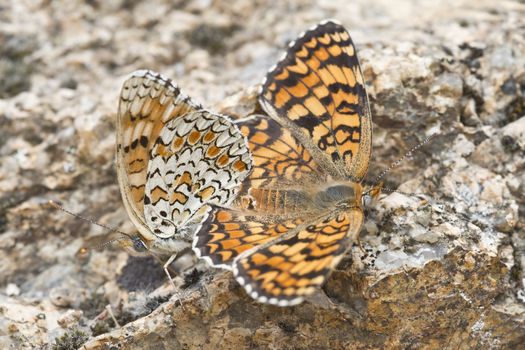 A pair of butterflies copulating with their bodies united.