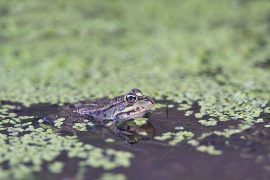 Frog in its environment with part of its body out of the water.