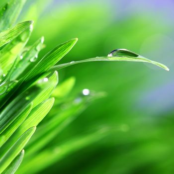 water drops on grass blade nature background