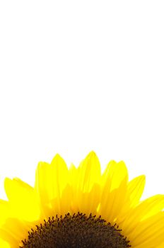 A beautiful sunflower detail isolated on white