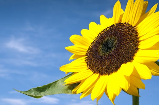 Beautiful Sunflower Against The Blue Sky