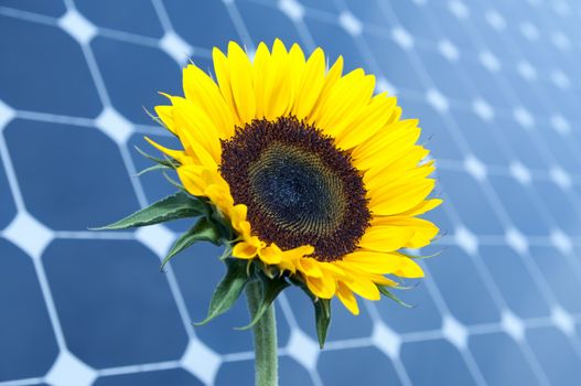 Sunflower with solar panels in the background