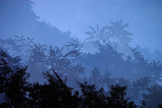 Tree canopy with Muti exposure technic