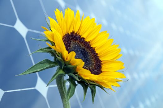 Sunflower with solar panels in the background