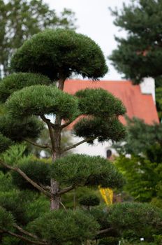 Garden landscape. Topiary. Trees and bushes in a greatly designed park