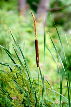 Cattails and reeds in a pond with green background