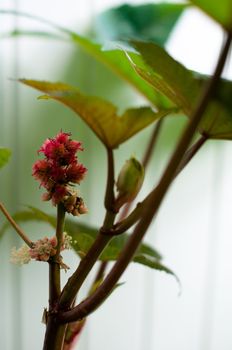 Castor oil plant (Ricinus Communis) leaves and seeds. Source of Ricin poison.