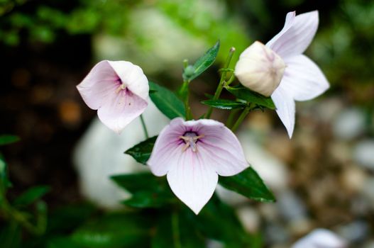 Chinese bellflower or Platycodon grandiflorus with beautiful pink blossoms
