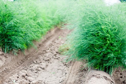 Blossoming Asparagus at a field in summer