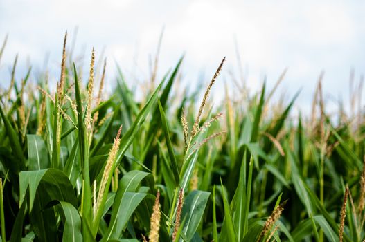 Maize on the field with blue sky in the background