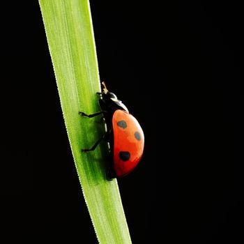 ladybug on grass isolated black background