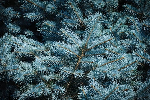 Blue spruce needles background. High resolution texture