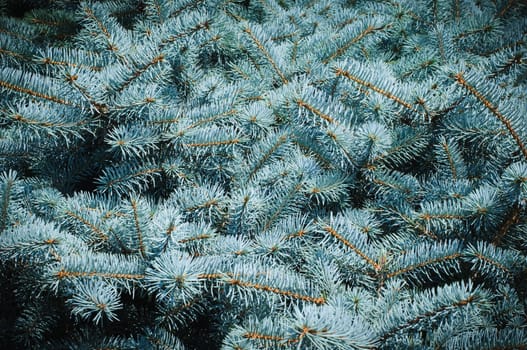 Blue spruce needles background. High resolution texture