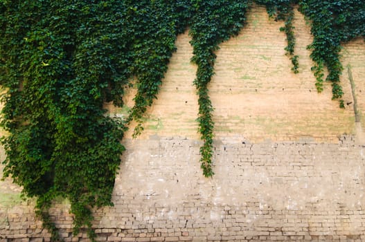 Close up stone wall texture with grapevine and it's shadow