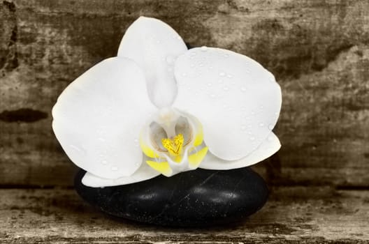 a white orchid flower on a black pebble