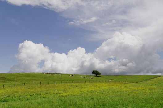 a green  landscape with cows and an isolated tree in the background