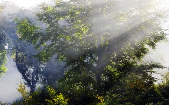 sunlight and misty atmosphere in the forest