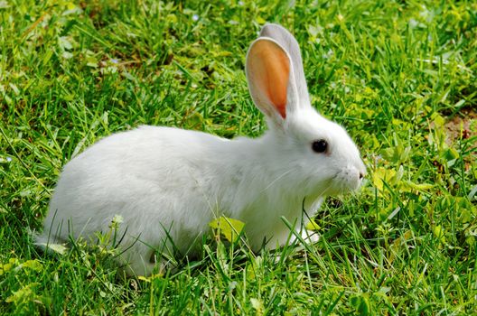 young  white rabbit in  grass