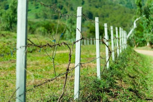 Old barb wire fence with grass in field