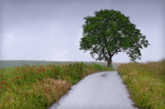 a countryside landscape on a rainy day