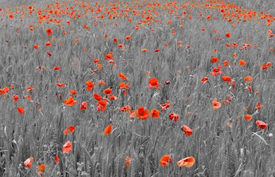 red poppies on grey background