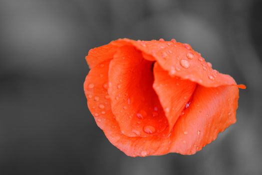 a red poppy on grey background