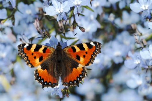 an over view of a small tortoiseshell butterfly