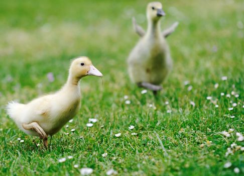 ducklings in a meadow