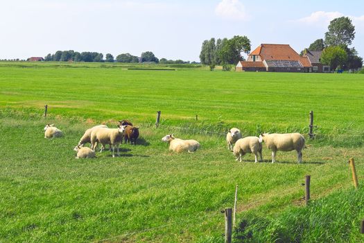 Sheep graze in a meadow near the Dutch farm