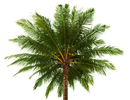 The top of the coconut palm isolated on white background