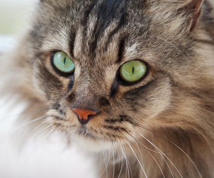 Portrait of an ordinary house cat closeup