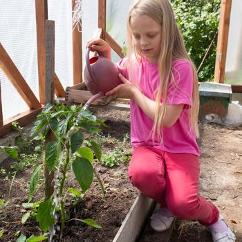 Young girl watering in greenhouse tomato plants